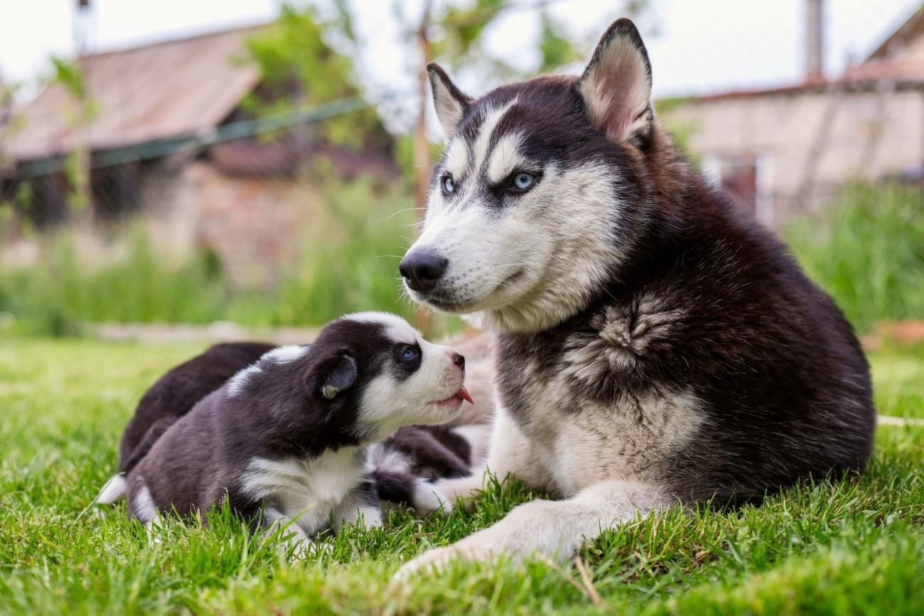 husky dog with her puppies