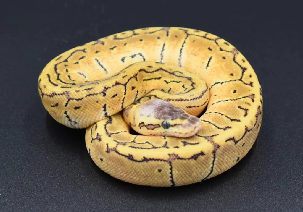 When is ball python breeding season?