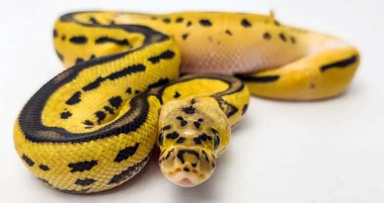 Ball Python Snake