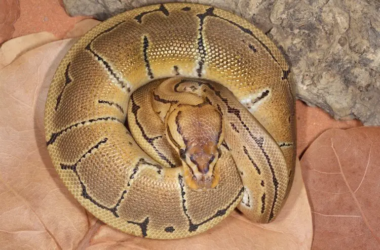 Female Ball Python