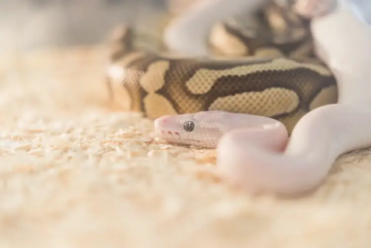 Two Ball Python Snakes After Breeding