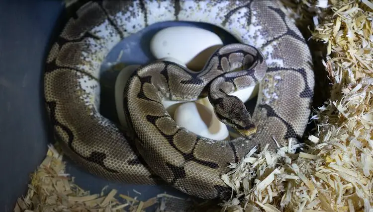 Ball Python Snake With Her Clutch