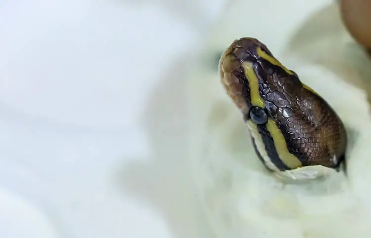 Ball Python Hatching