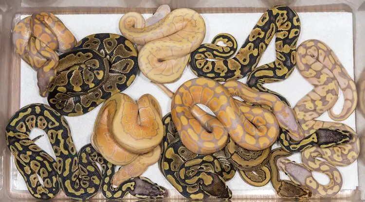 Ball Python Hatchlings