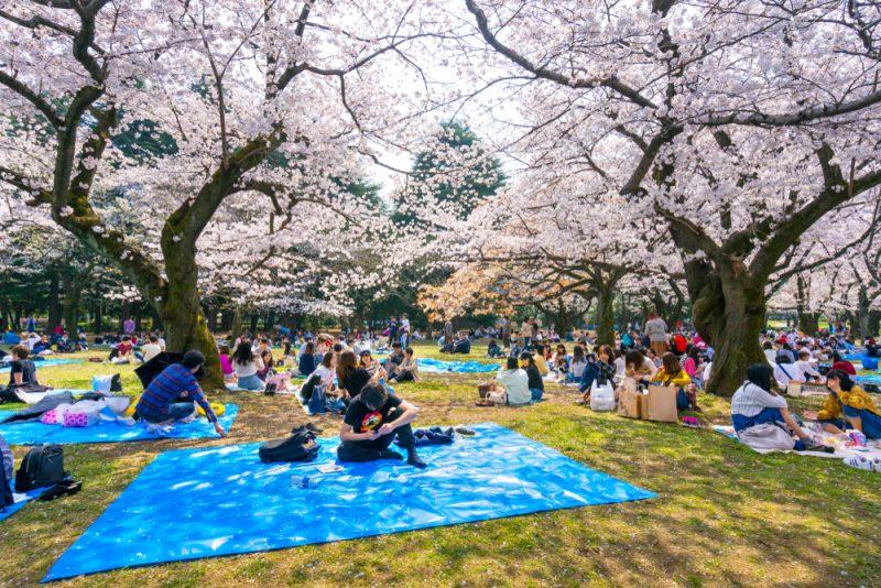 Yoyogi Park cherry blossoms