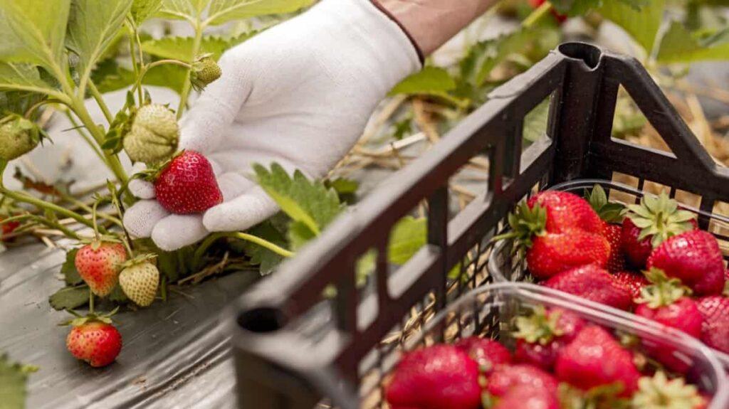 Freshly harvested strawberries