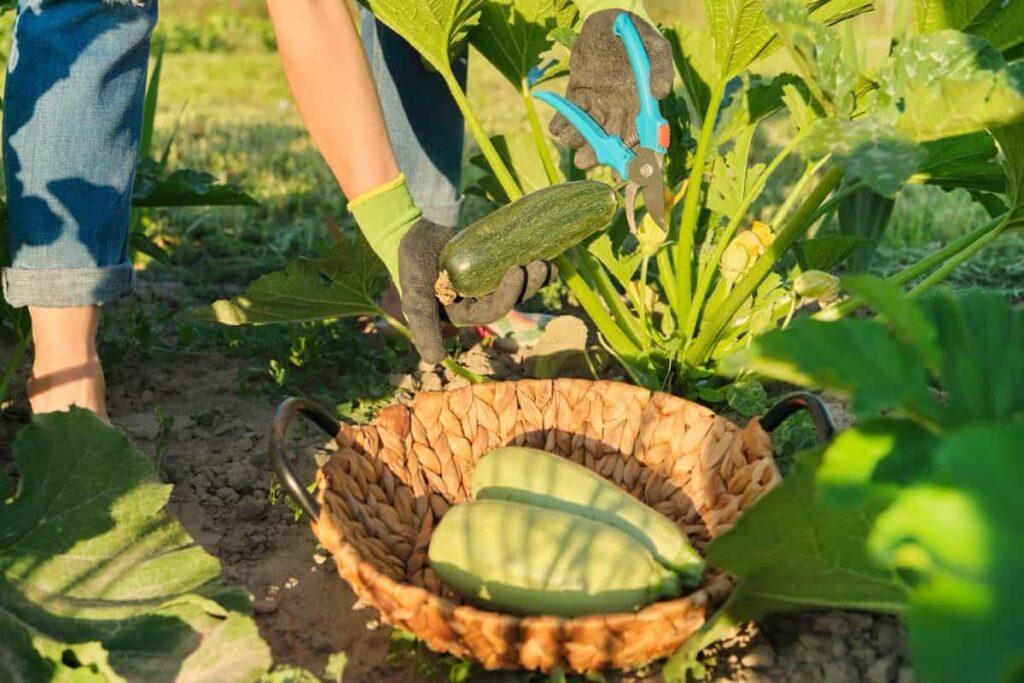 Zucchini harvest in field