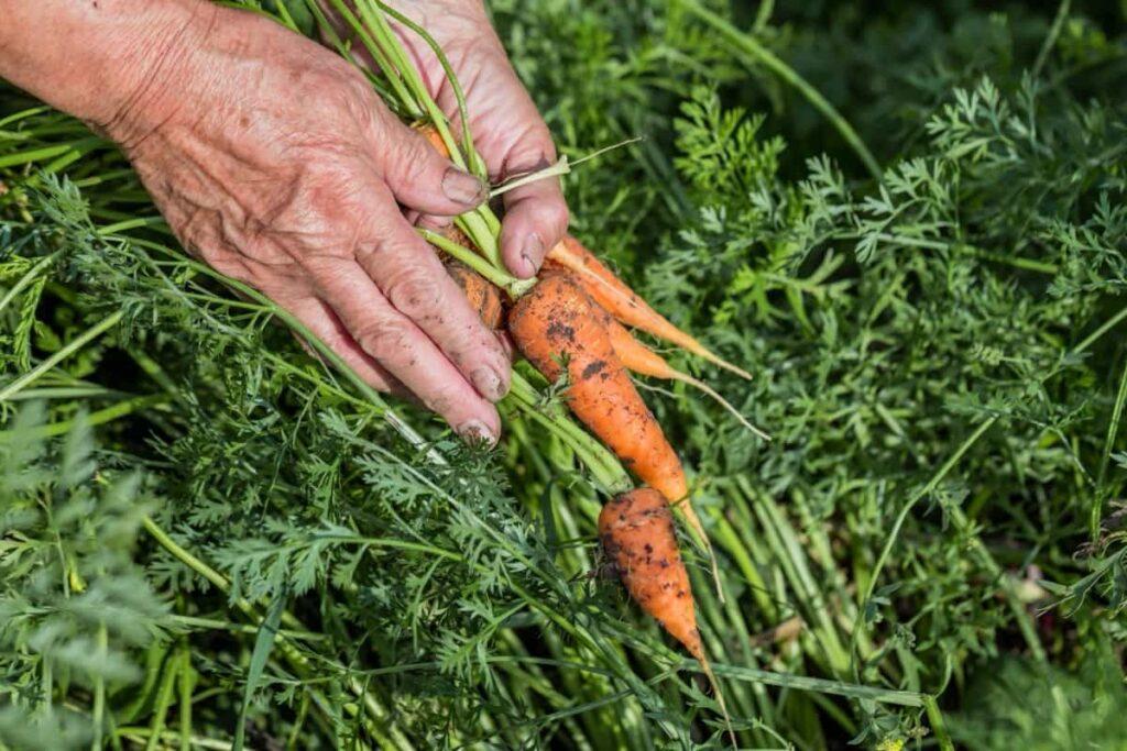 Harvesting Carrots