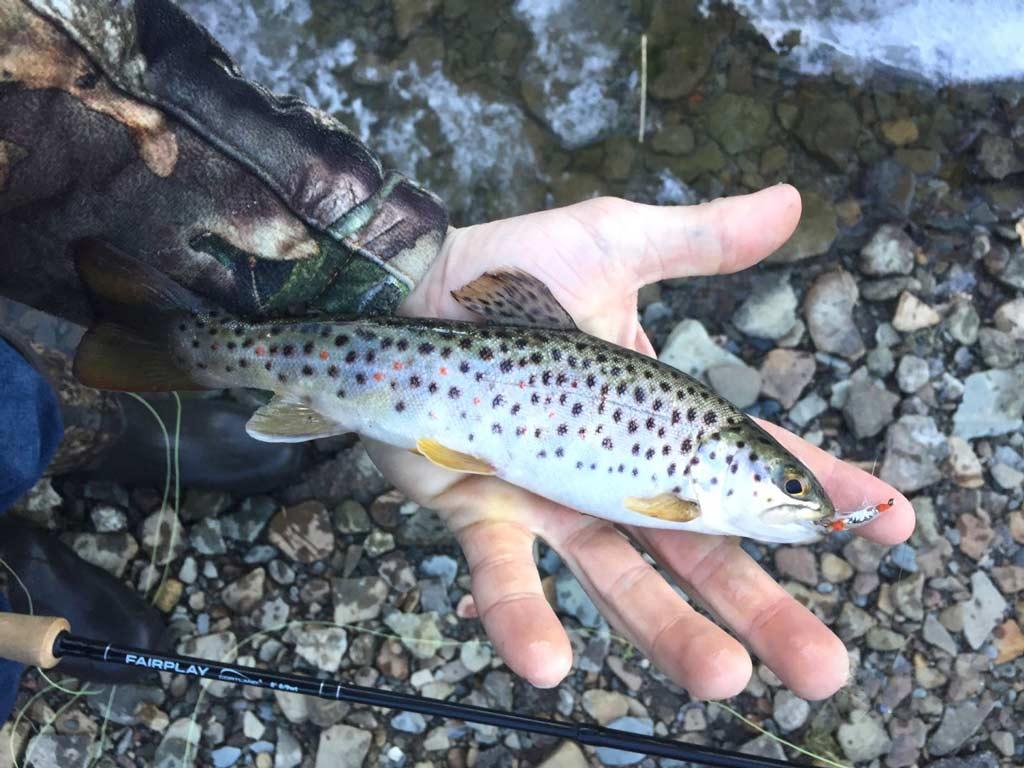 An angler holding a Brown Trout in the palm of his hand, caught while fishing in Pennsylvania.