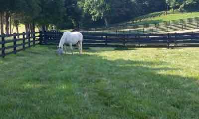 gray horse in far corner of green grass pasture