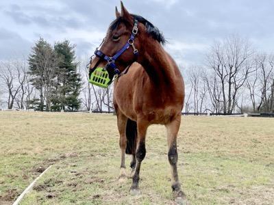 horse looking to the side wearing a green grazing muzzle