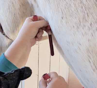 blood drawn from jugular vein on horse