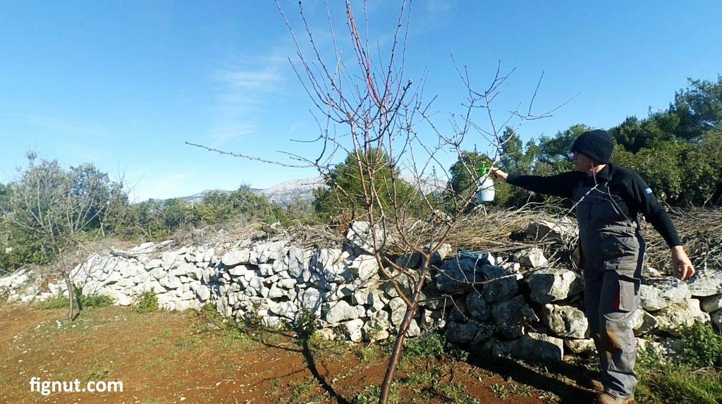 Spraying my almond tree