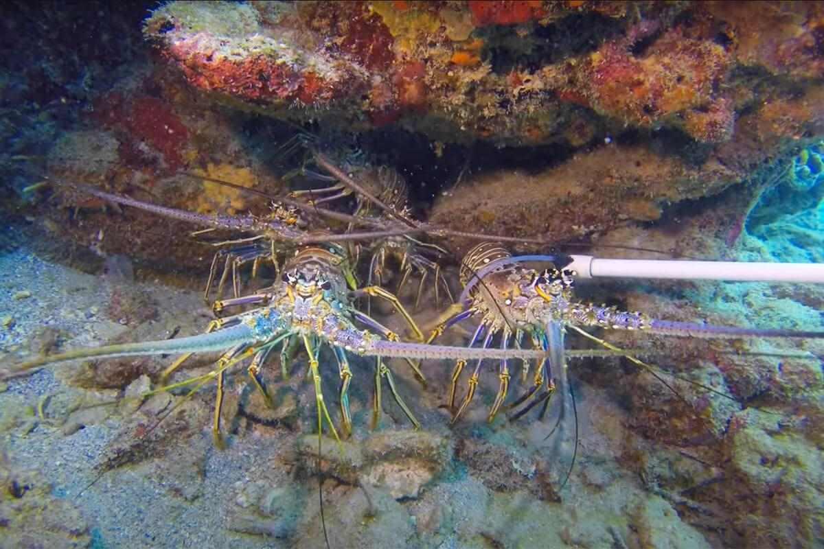 hand holds undersize lobster against measuring device