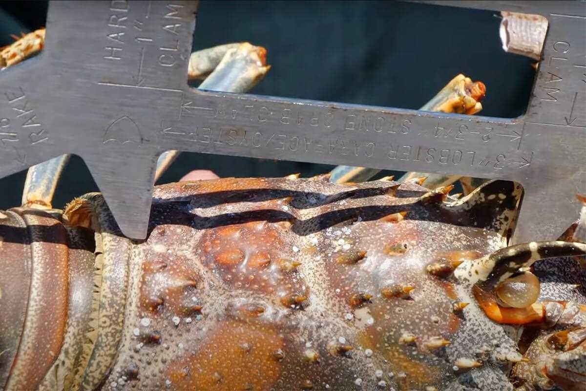 underside of lobster full of eggs