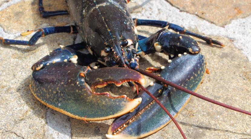 Lobster Season in the Florida Keys