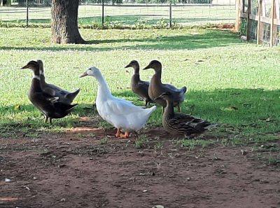 Mixed flock of ducks