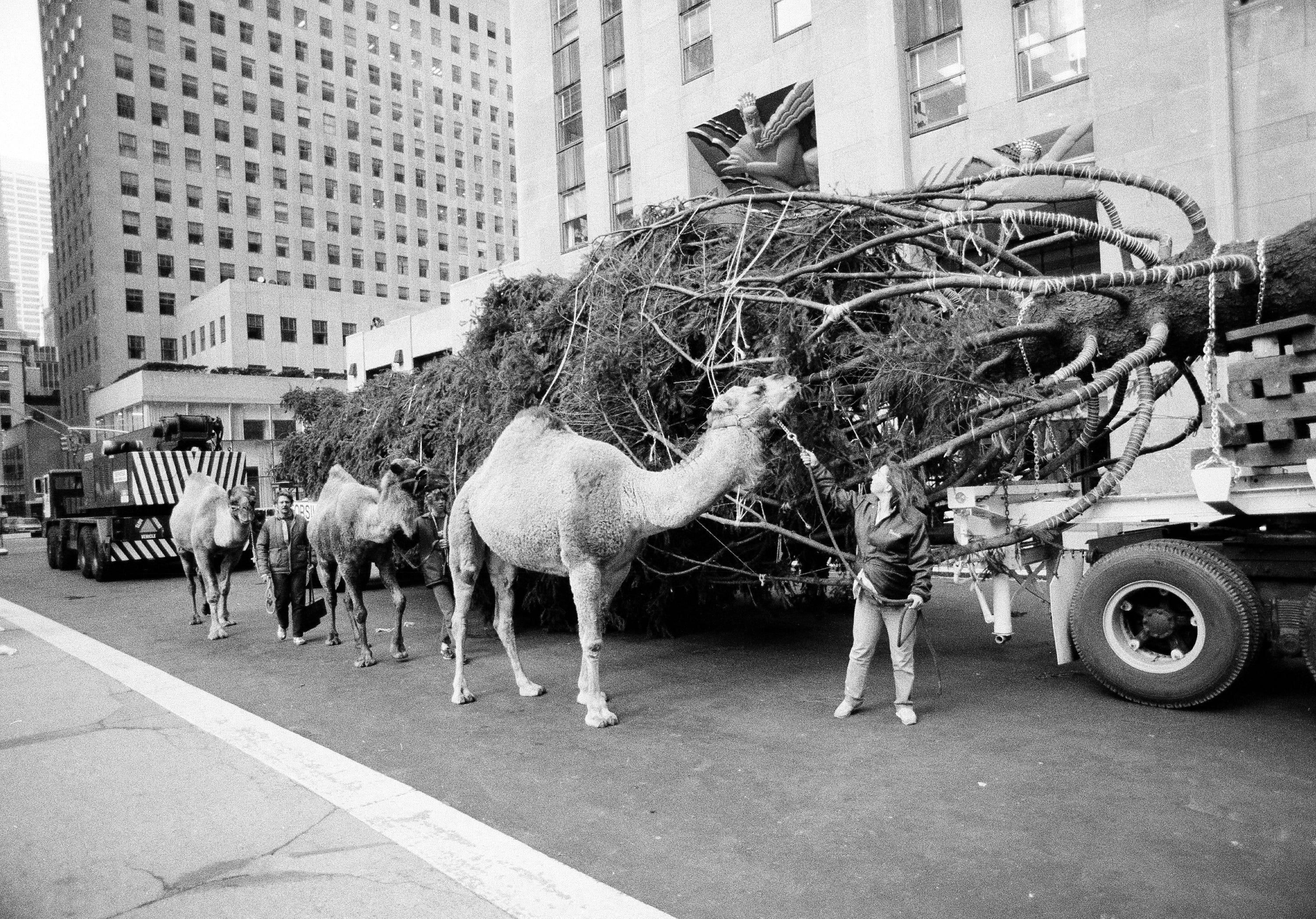 One of the three camels from New York