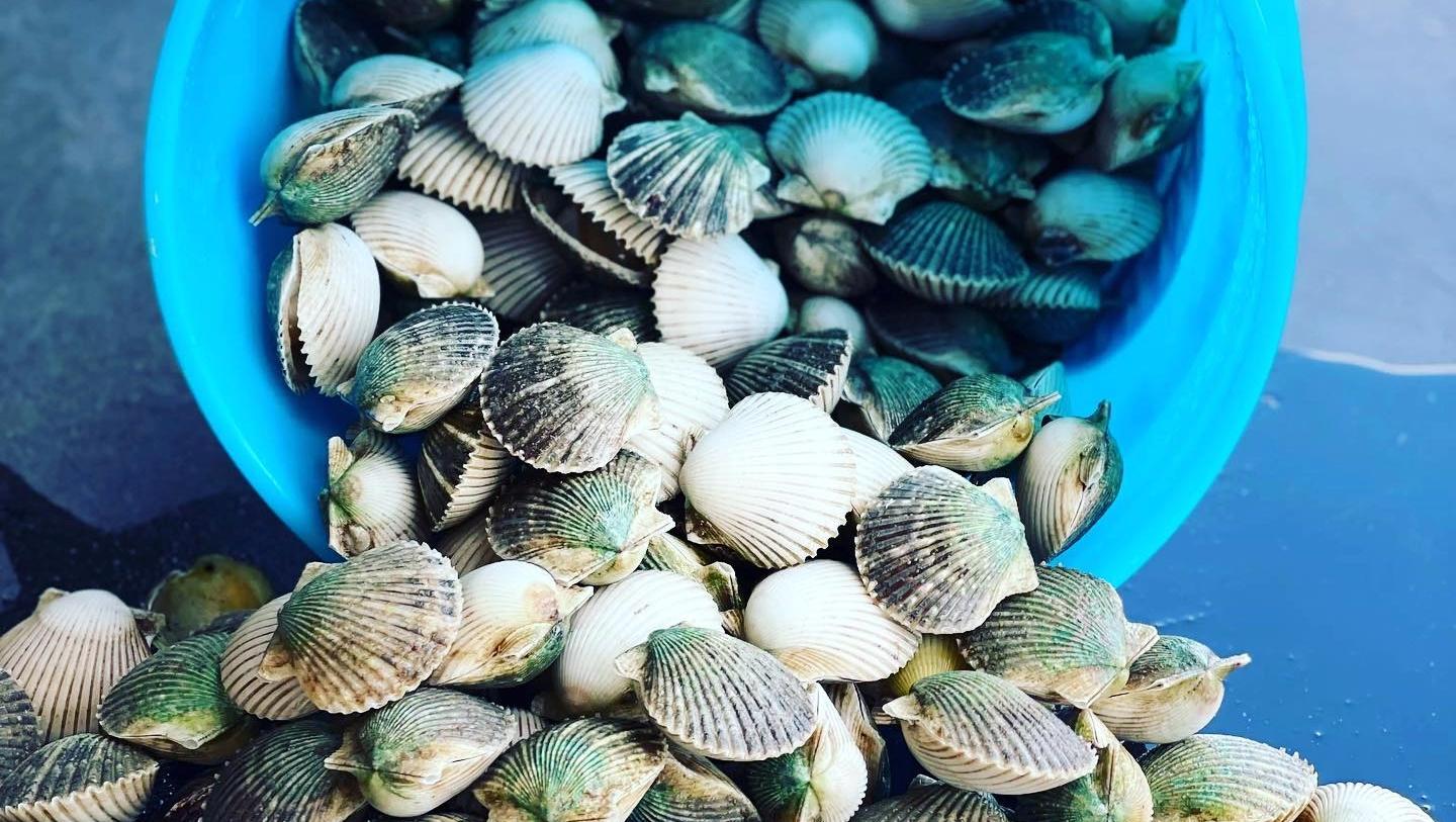 A picture of Crystal River Fishing Charters Florida Scallop Season 2023: What to Know for a Successful Harvest