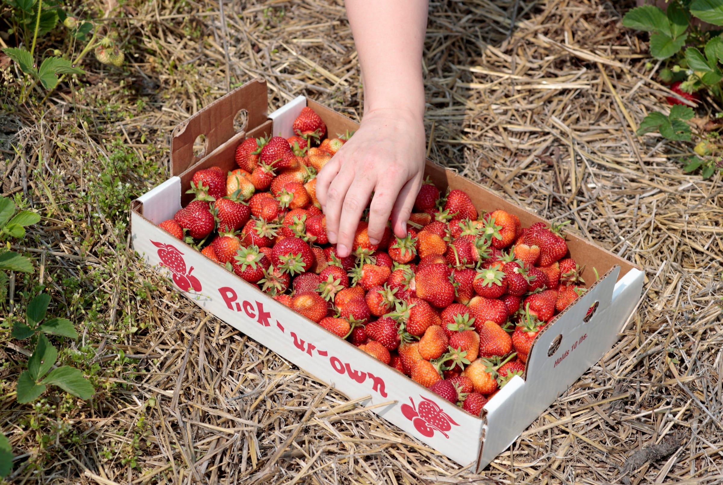 A customer adds more strawberries to her flat during opening day for strawberry picking at Whittaker