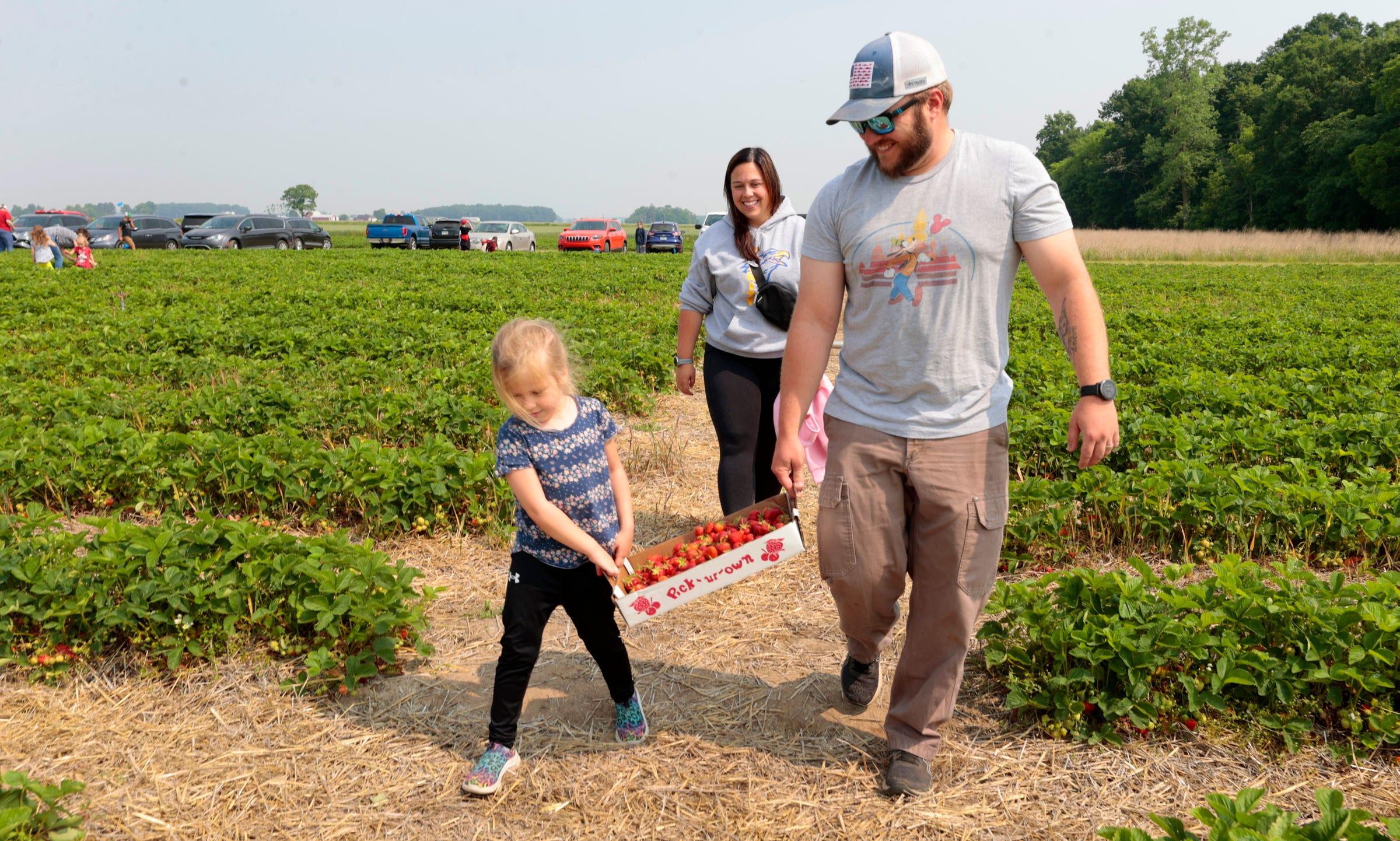 Parker Wyatt, 5, of Ida, left, helps her father, Kyle Wyatt, 30, carry a 10-pound flat of freshly picked strawberries to their car during opening day at Whittaker