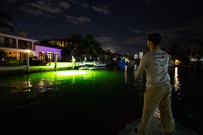 tarpon swimming around green dock lights at night