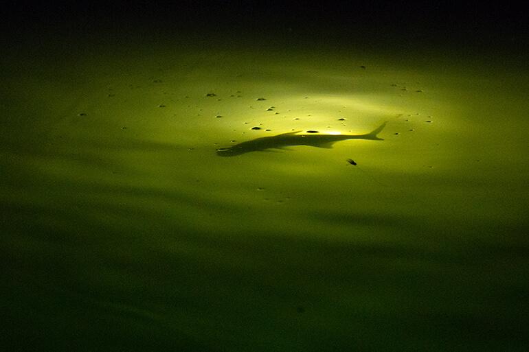 mullet bait with hook in dorsal fin