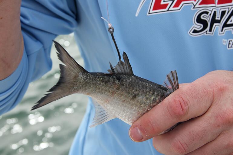 lip hooked mullet bait