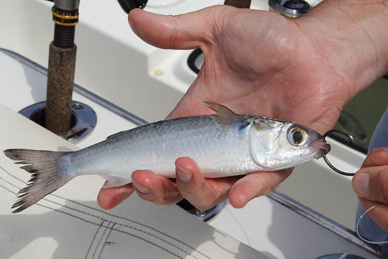 two young boys hold snook on boat