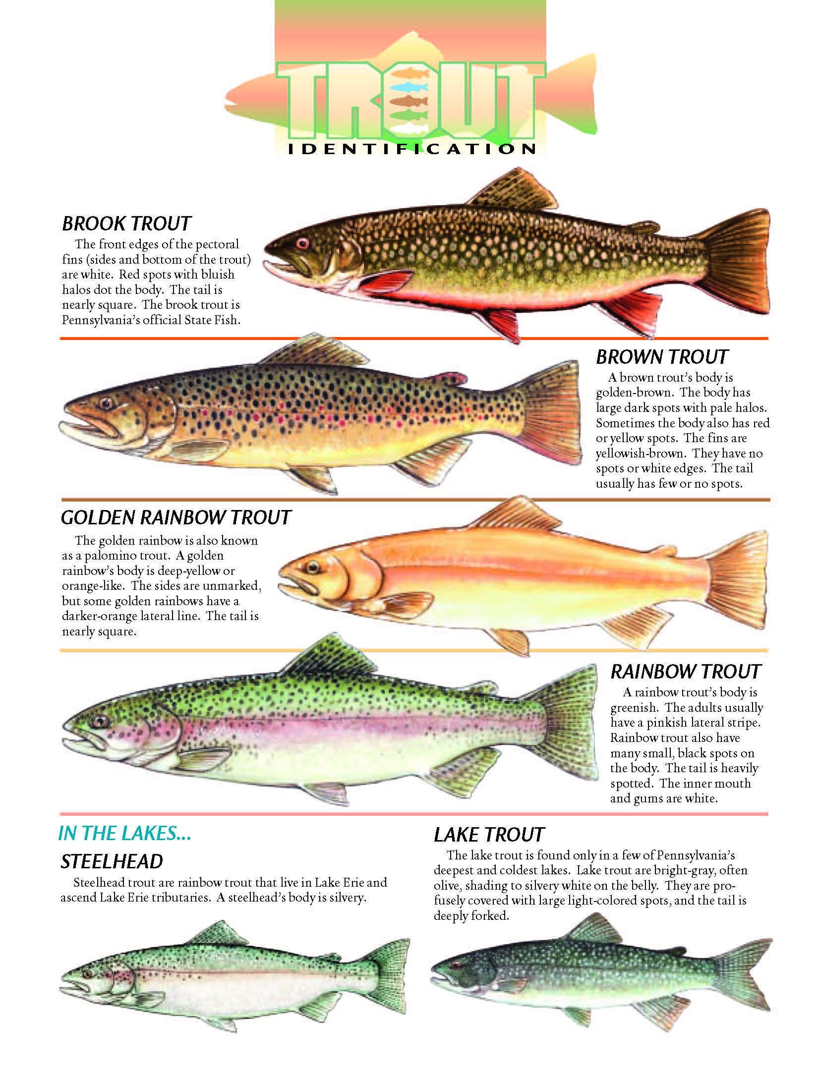 This Pennsylvania Fish and Boat Commission graphic can help anglers determine which species of trout they caught.