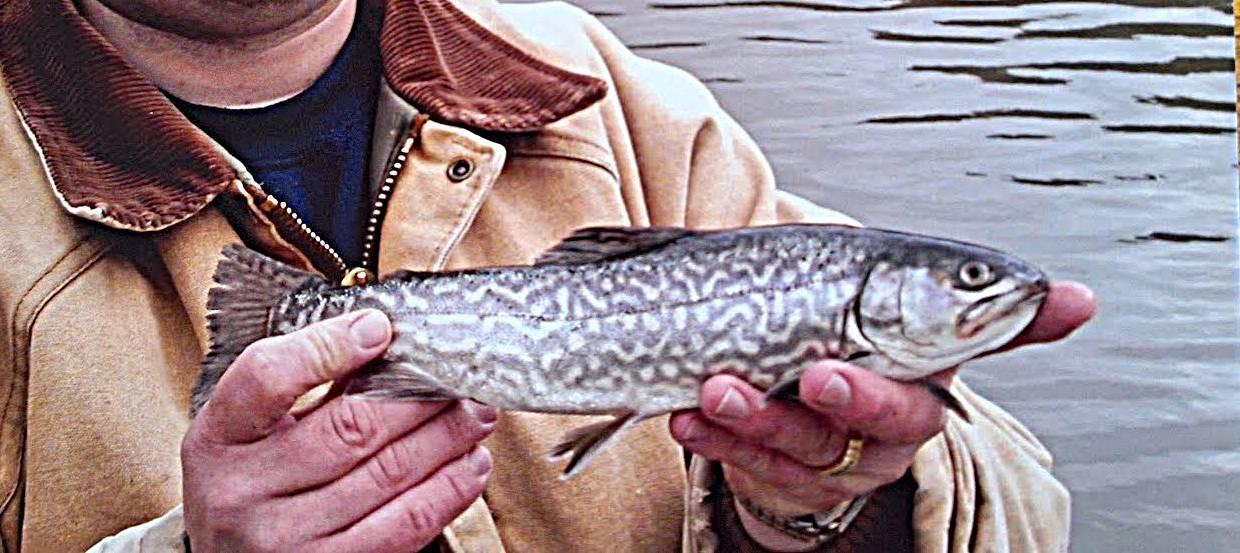 When trout seasons opens on April 6 in Pennsylvania, anglers are permitted to keep five trout a day. Here are rainbow trout with a golden rainbow trout mixed in to the day