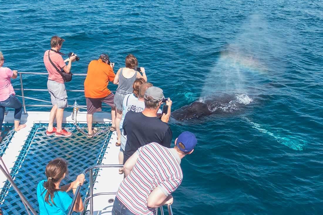 Humpback whale approaches guests on Capt. Dave