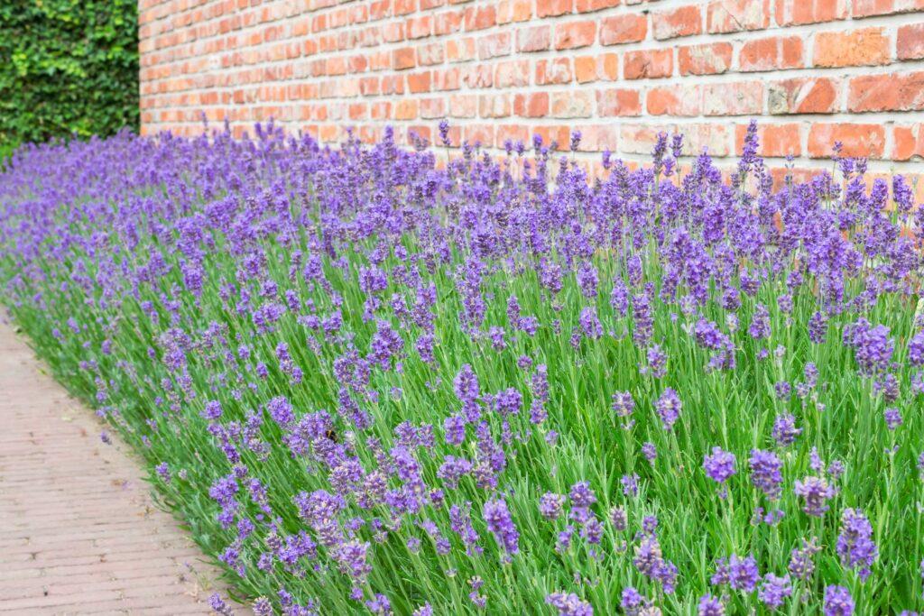 Lavender blooming along a wall