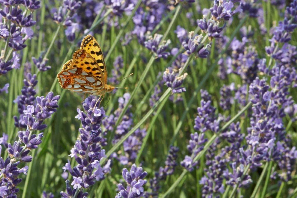 Butterfly enjoying lavender flowers
