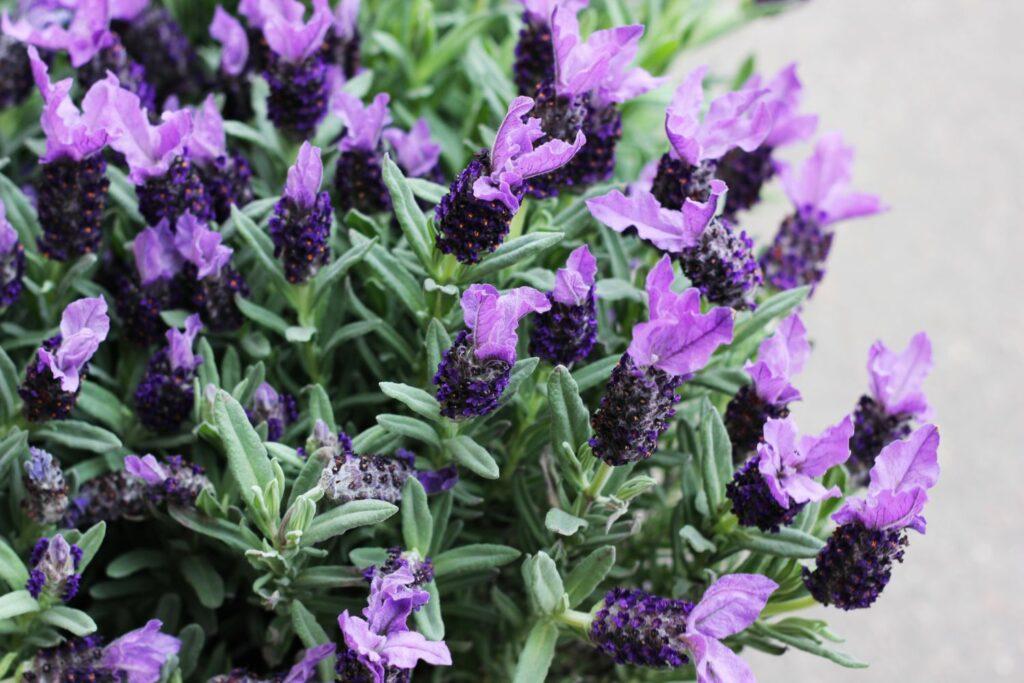 close-up on French lavender