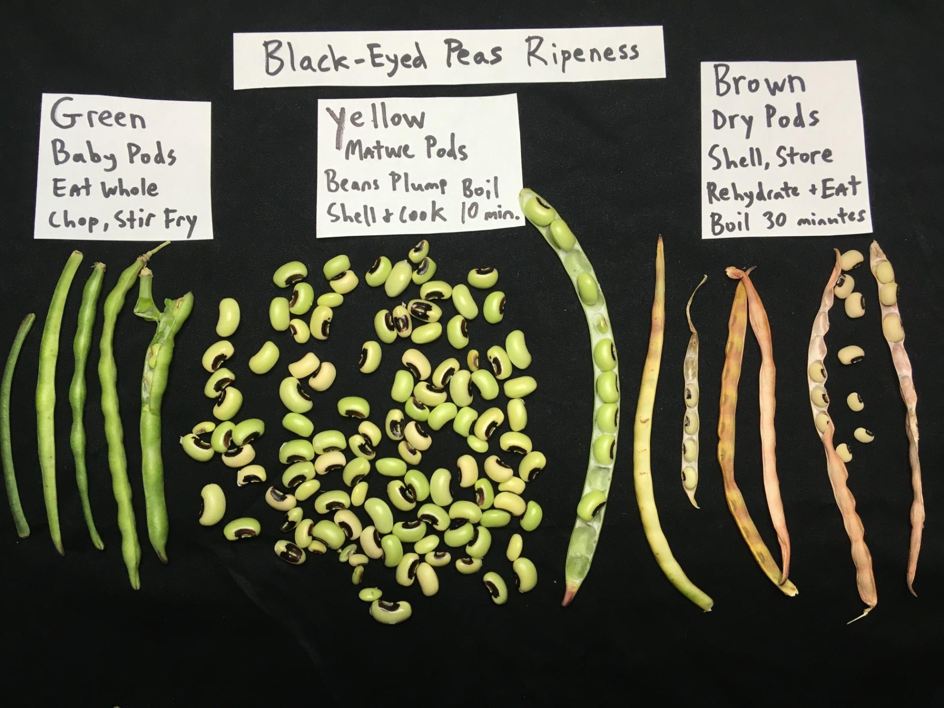 Black eyed pea ripeness guide