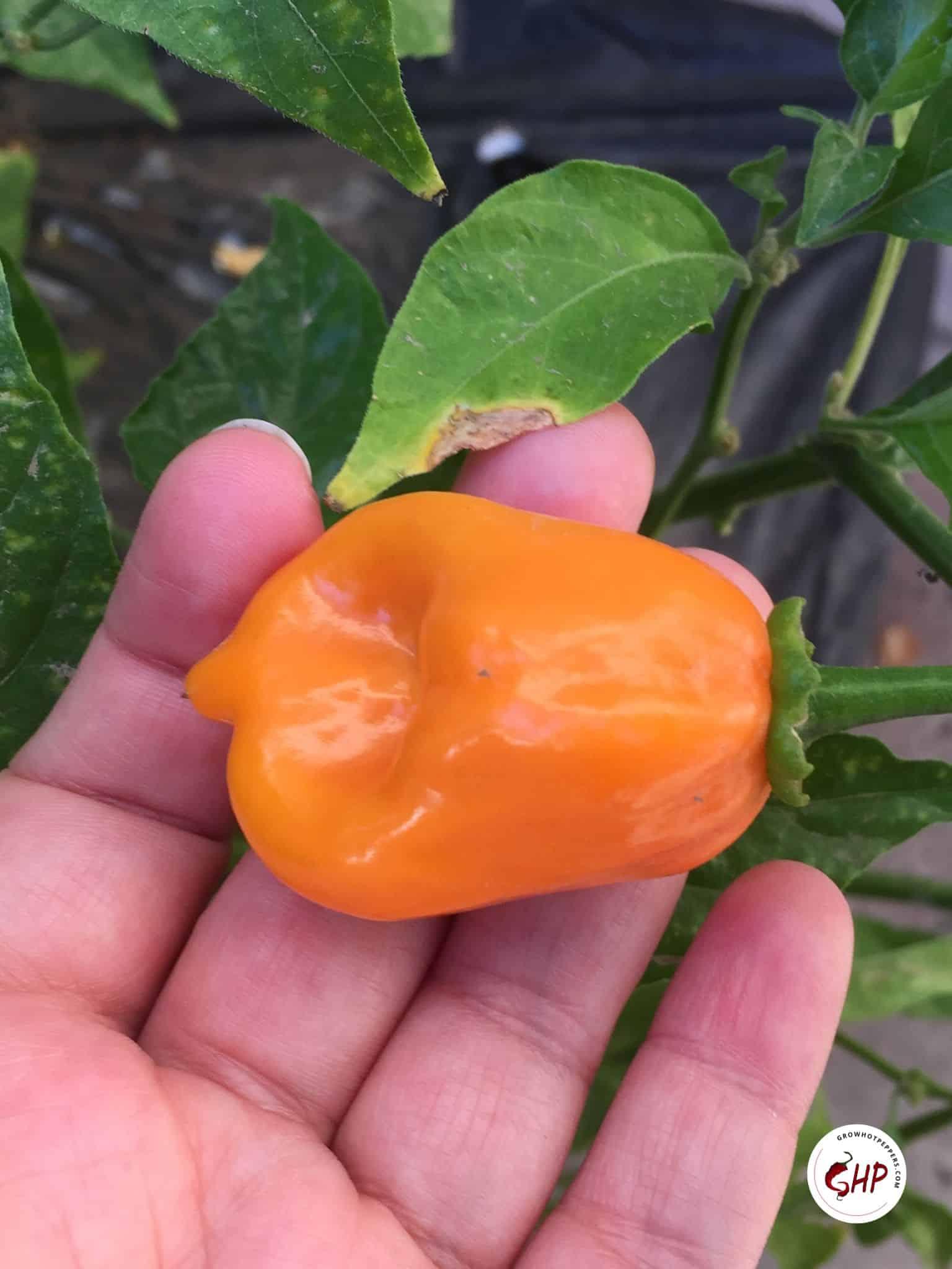 when to pick habanero peppers from the plant