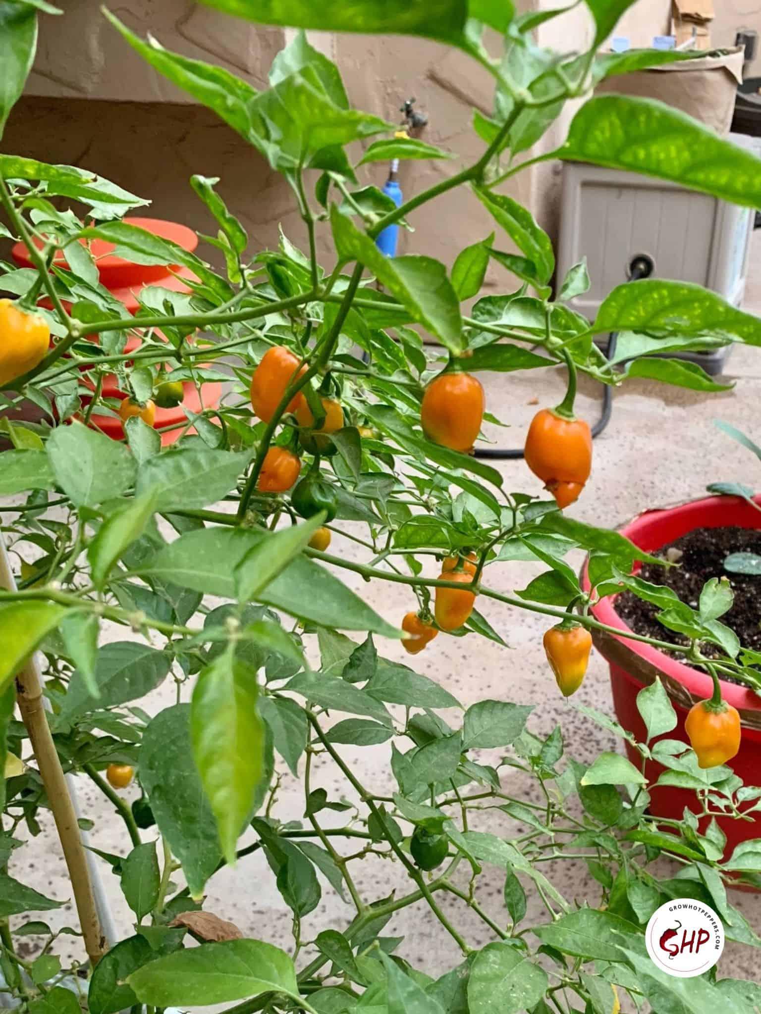 how to pick habanero peppers