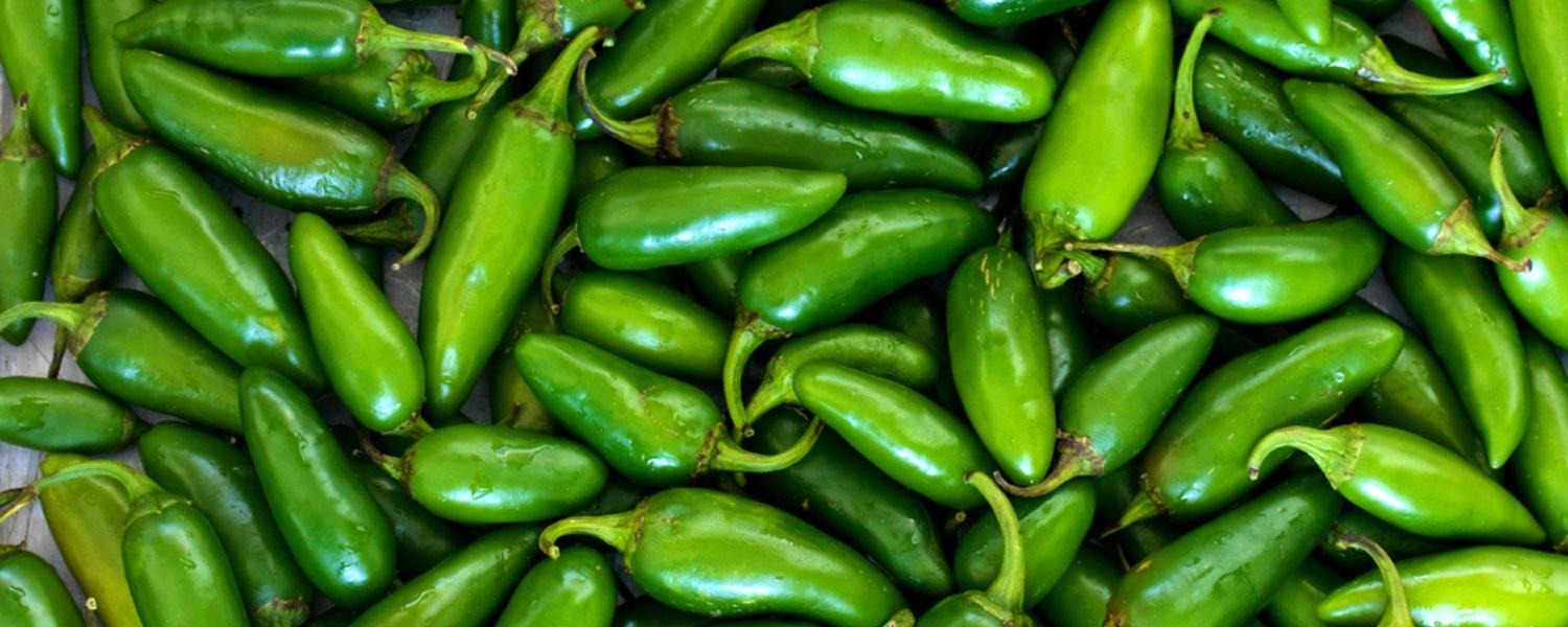 How To Plant, Grow, & Harvest Jalapenos