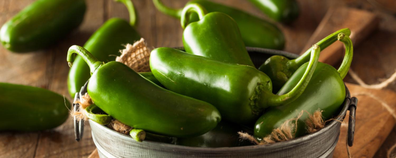 How To Plant, Grow, & Harvest Jalapenos