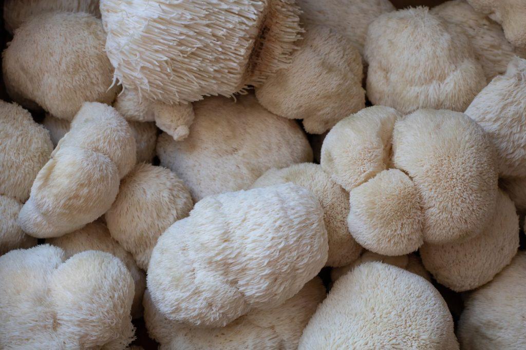 Growing Lion’s Mane Mushrooms: The Ultimate Guide