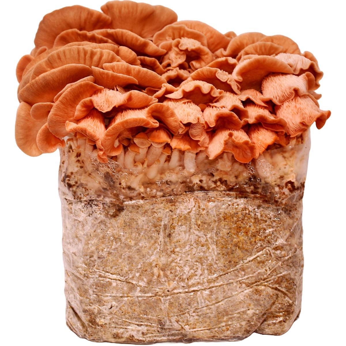 Pink Oyster Mushroom Grow Bag from Out Grow