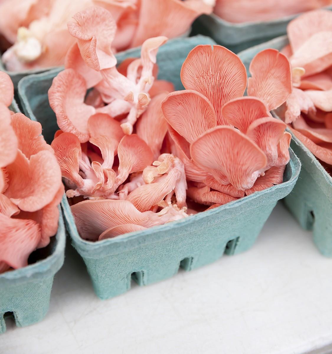 pink oyster mushrooms packed for freshness