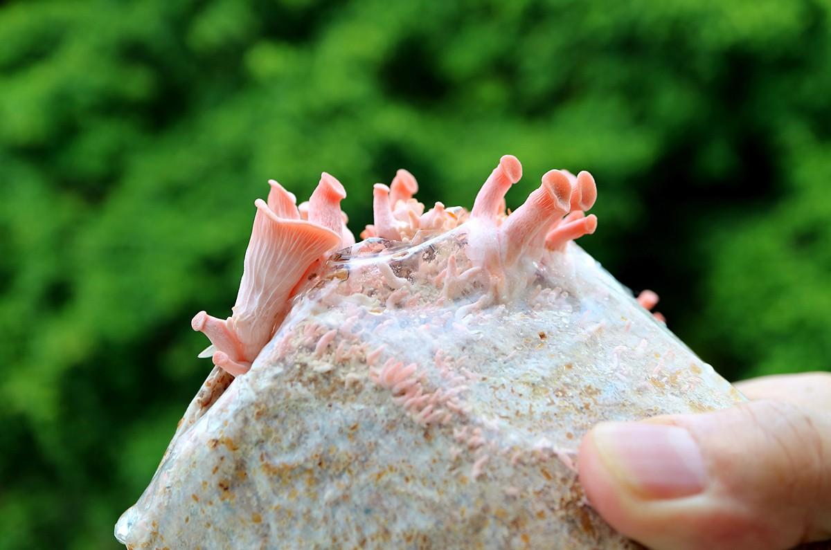 soaked pink oyster mushroom substrate