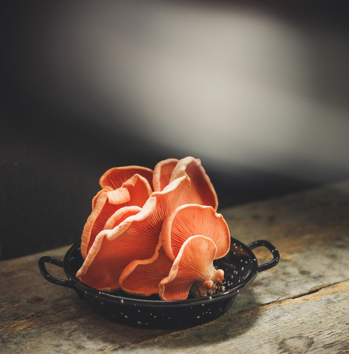 pink oyster mushrooms in a pan