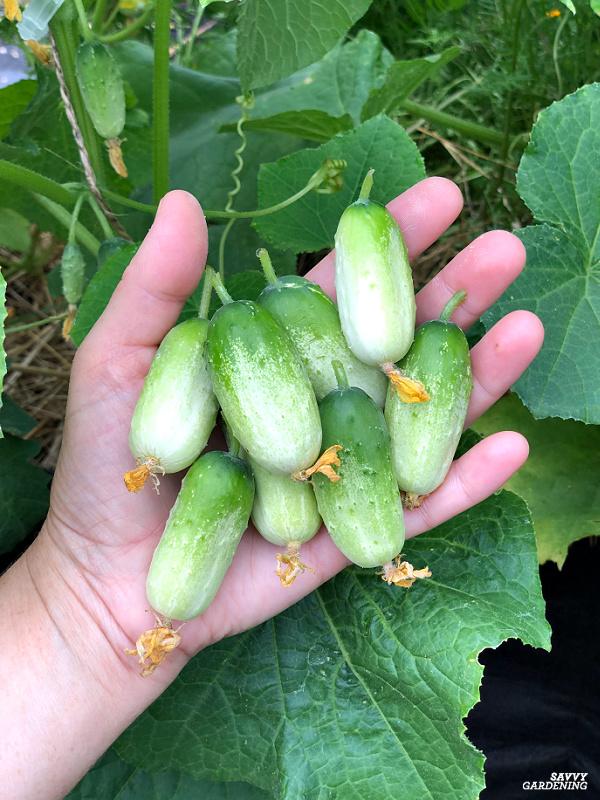 when to harvest cucumbers