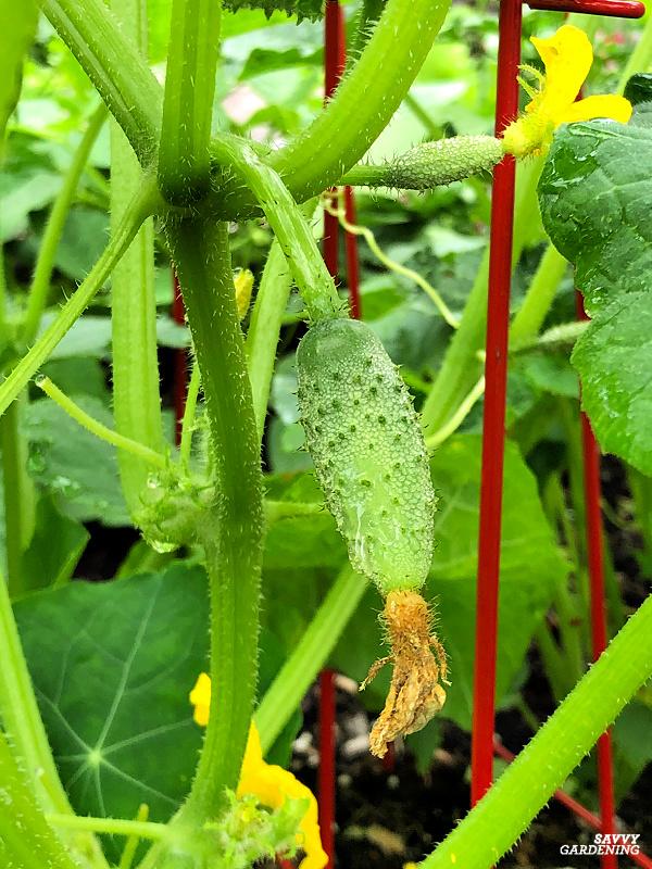 pickling cucumber