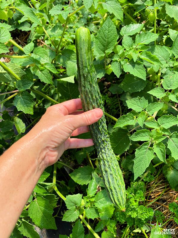 Picking homegrown vegetables