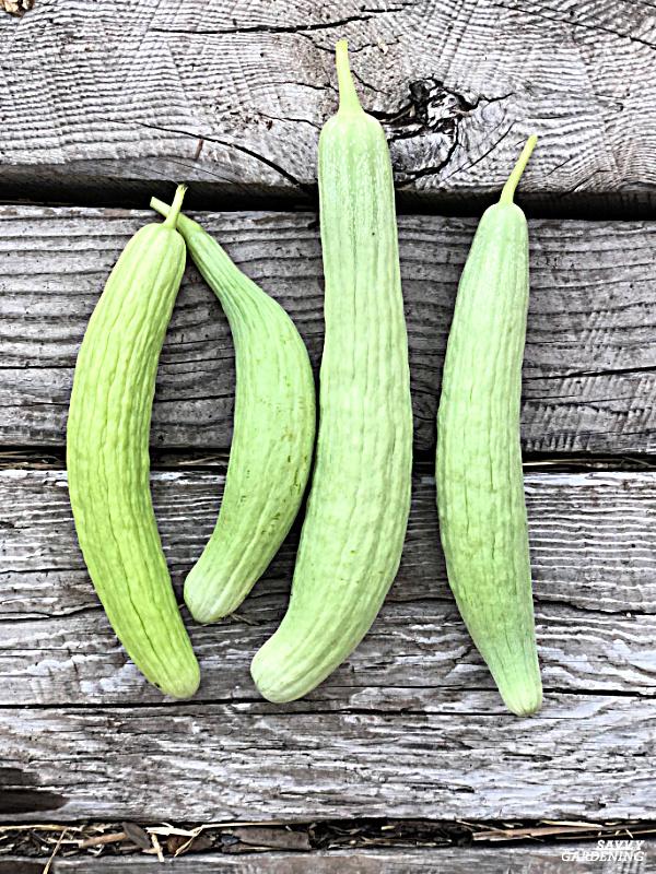 armenian cucumbers