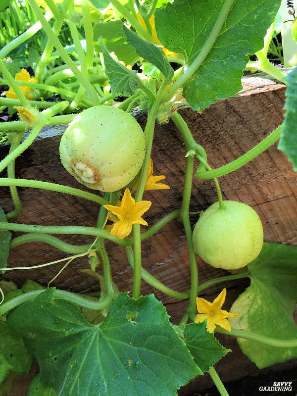 heirloom vegetables